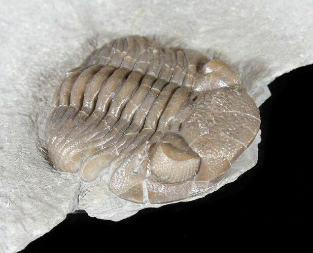 Long, Folded Eldredgeops Trilobite - Ohio #50898